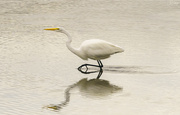 22nd Oct 2020 - White Egret Stepping Forward 