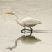 White Egret Stepping Forward  by jgpittenger