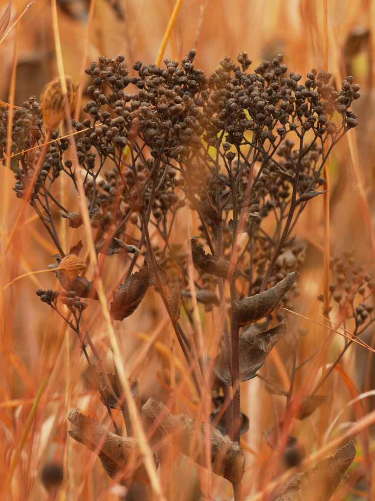 Meadowsweet by rminer