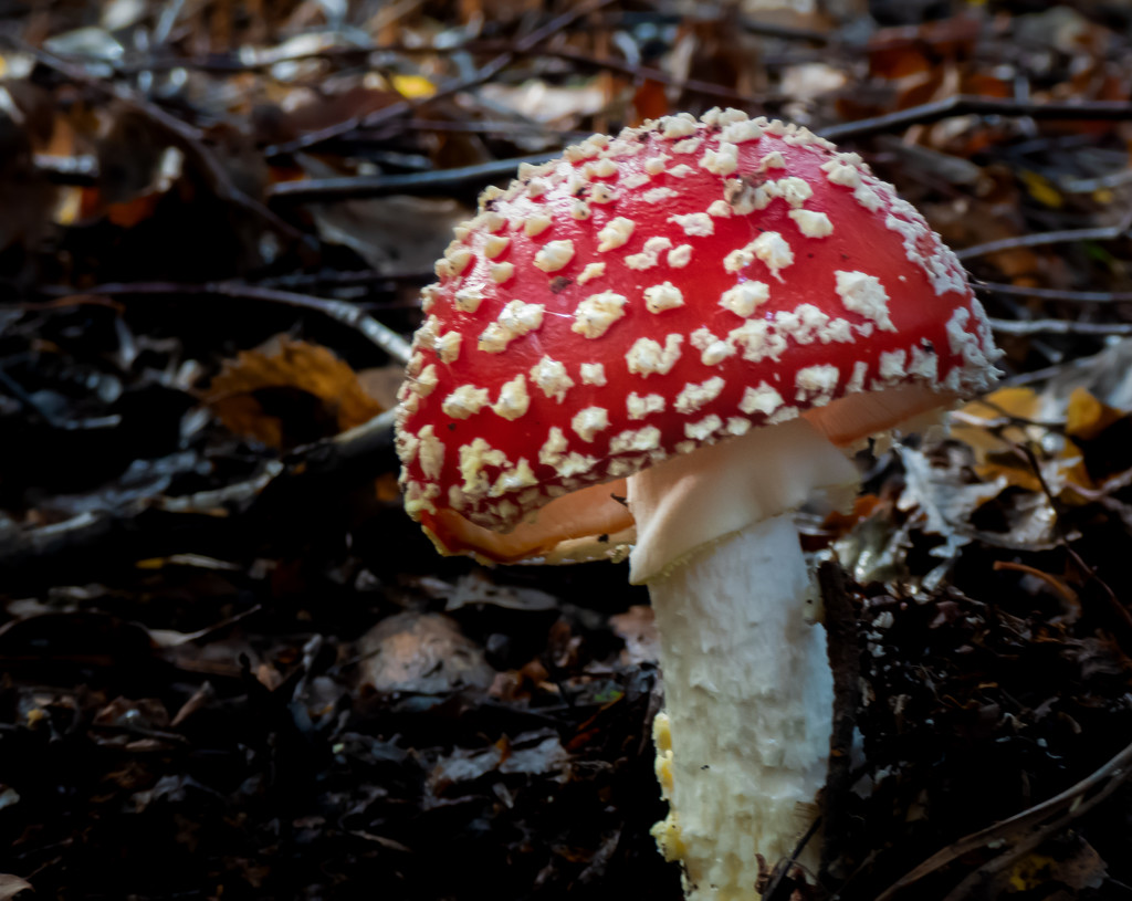 Fly Agaric by mave