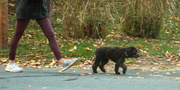 19th Oct 2020 - Walking the Dog