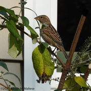 22nd Oct 2020 - House Sparrow