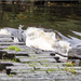 Heron at the Weir by pcoulson