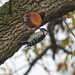 Female Downy Woodpecker by larrysphotos