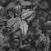 Rose Leaves in B&W by larrysphotos