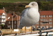 20th Oct 2020 - Whitby Gull