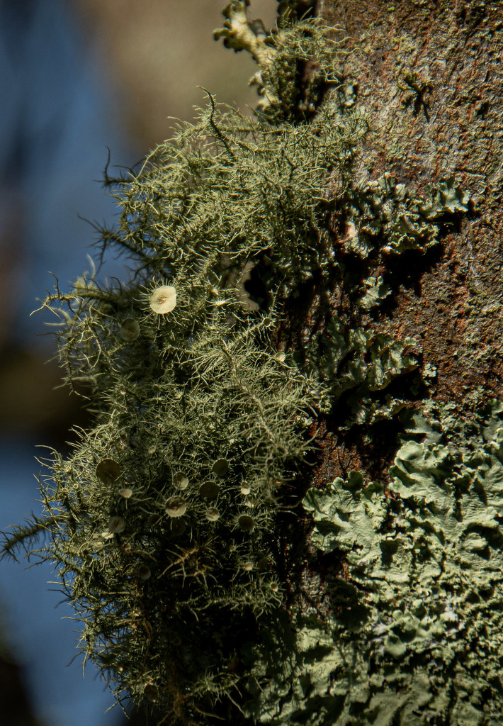 Do lichen have flowers? by randystreat