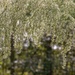 Dog-fennel or Eupatorium capillifolium... by marlboromaam