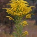 Tall Goldenrod by milaniet