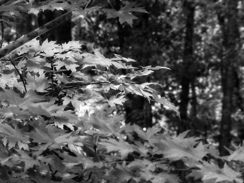 Maple branches... by marlboromaam