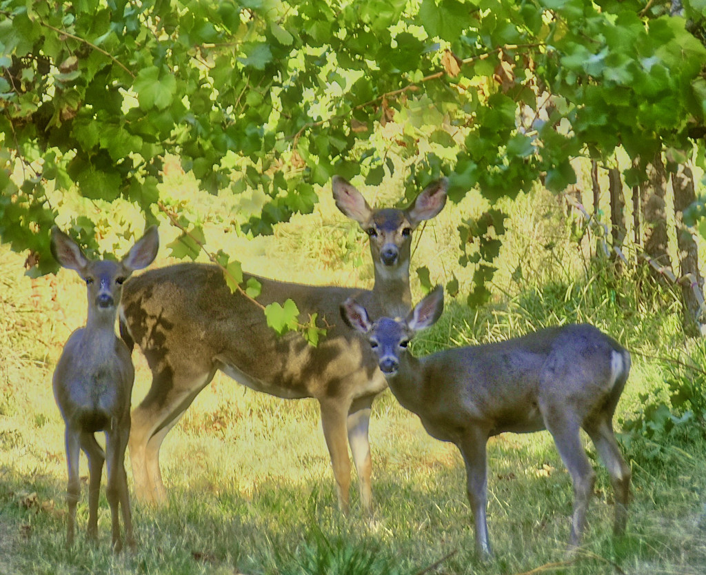 Deer In The Vinyard by joysfocus
