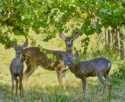22nd Oct 2020 - Deer In The Vinyard
