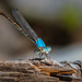 Dragonfly by backyardbirdnerd