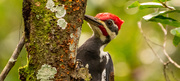 22nd Oct 2020 - Male Pilliated Woodpecker!