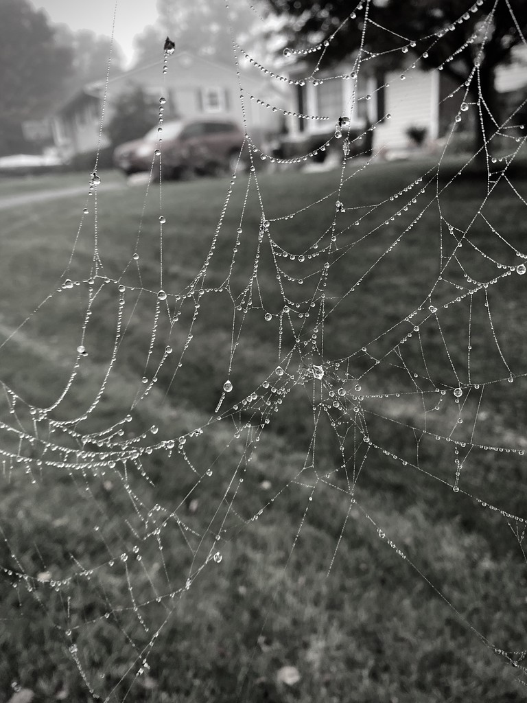 Oh What A Tangled Web We Weave  by lesip