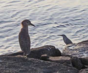 26th Aug 2020 - Are you looking at me?