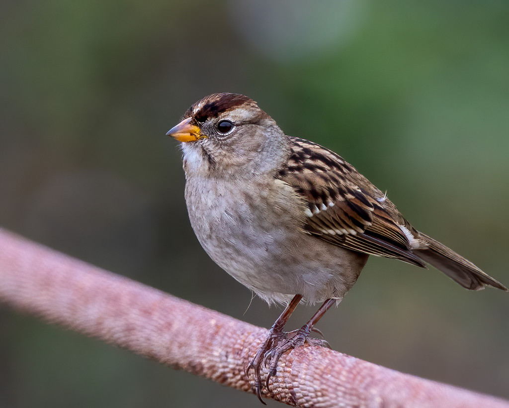 Immature White-crowned Sparrow by nicoleweg