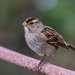 Immature White-crowned Sparrow by nicoleweg
