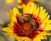 16th Oct 2020 - The Pollinators
