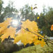Leaf, Air and Sun by byrdlip