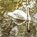 On golden pond  by stuart46