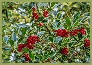 23rd Oct 2020 - Variegated Holly