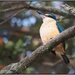 Kingfisher by nzkites