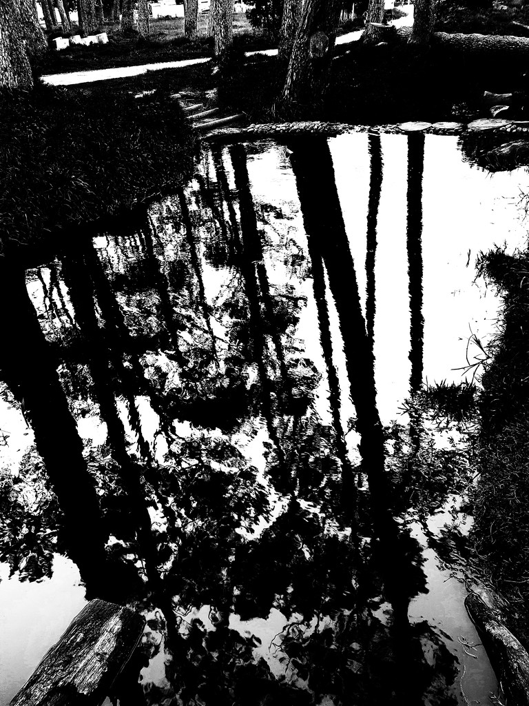 Trees of Keurboom #8 by eleanor