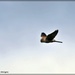 Kestrel flying high by rosiekind