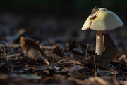 23rd Oct 2020 - Another fungi...