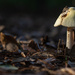 Another fungi... by thewatersphotos