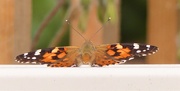 30th Aug 2020 -  Painted Lady 