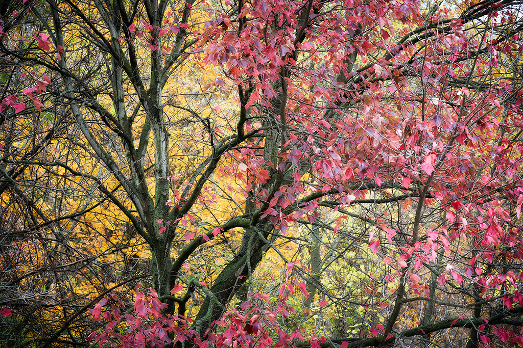 Fall Branches by gardencat