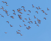 20th Oct 2020 - cranes