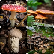 23rd Oct 2020 - More mushrooms