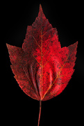 23rd Oct 2020 - Red Maple