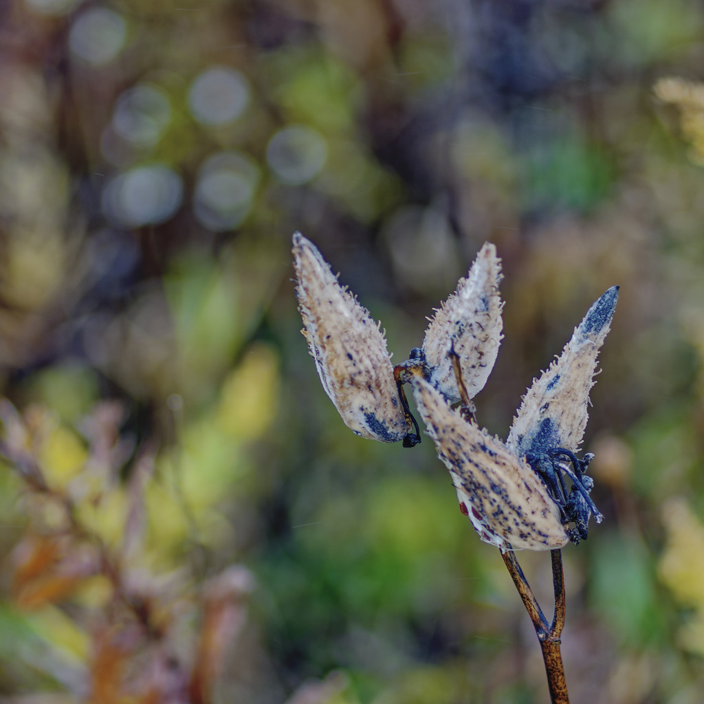 milkweed by rminer