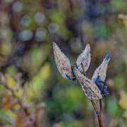 23rd Oct 2020 - milkweed