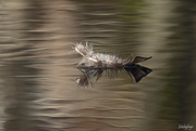 23rd Oct 2020 - Floating feather