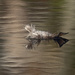 Floating feather by fayefaye