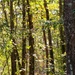 A stand of young hardwoods... by marlboromaam