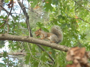 23rd Oct 2020 - Squirrel with Nut In Its mouth