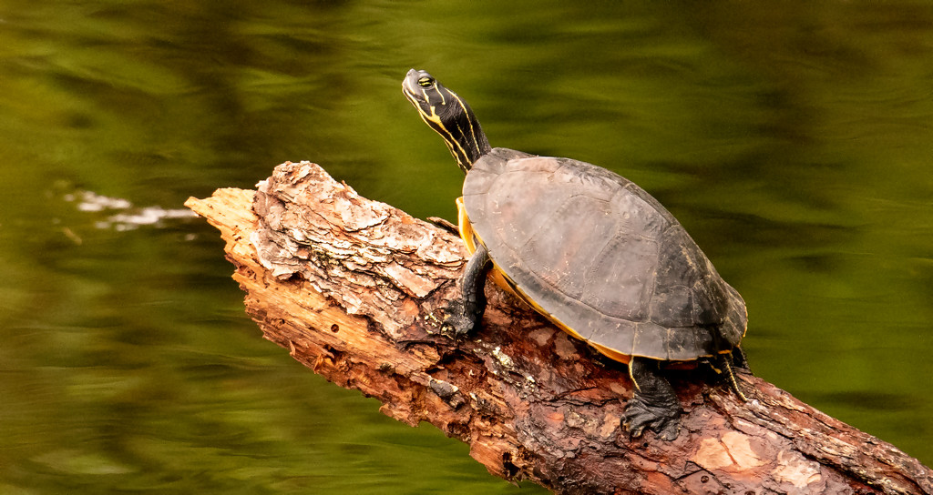 Turtle Getting a Little Sun! by rickster549