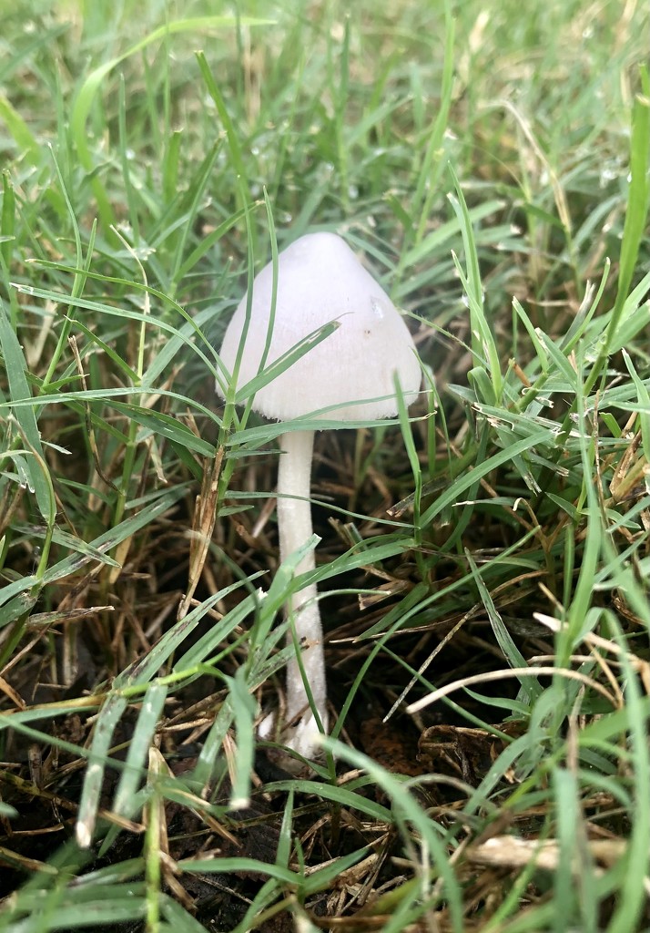 Mushroom by lisaconrad