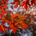 Fall Colors Everywhere by tina_mac