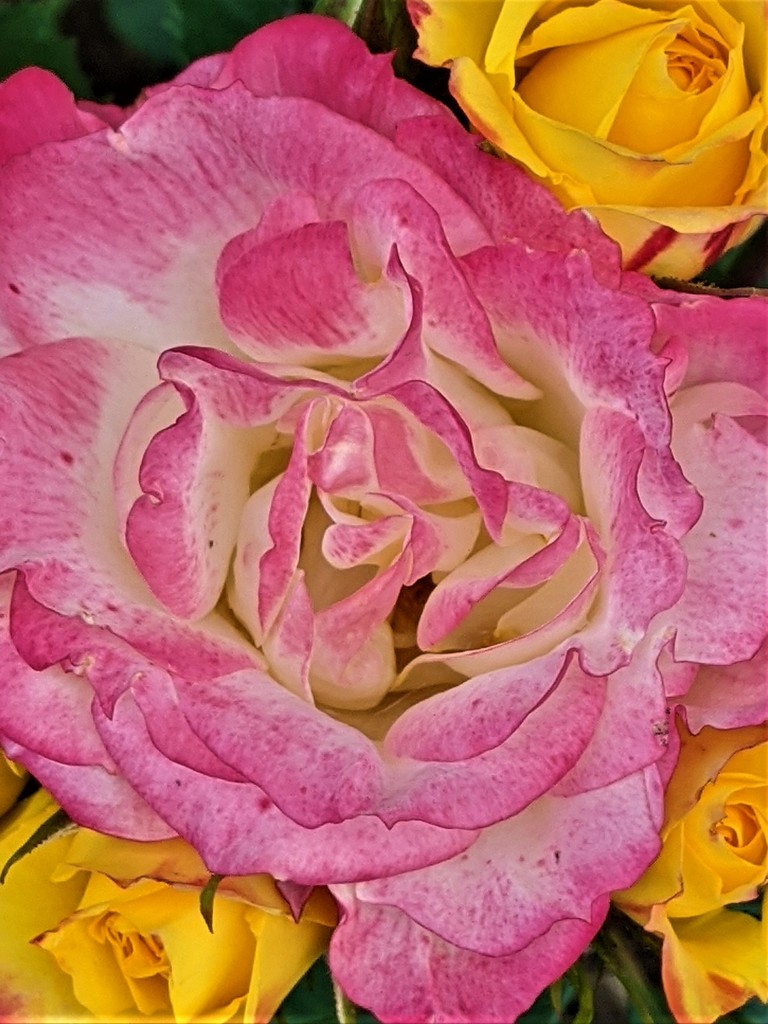 Granny's Rose by sandradavies