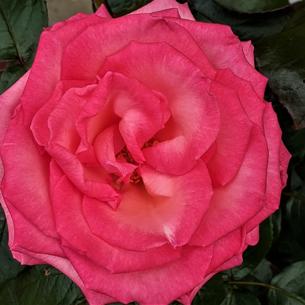 21 Mahia's Rose by sandradavies