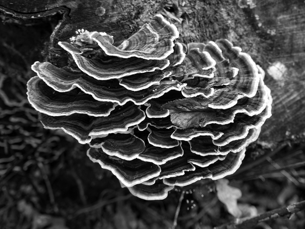 Fungi by monikozi