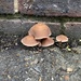 Urban Fungi by davemockford