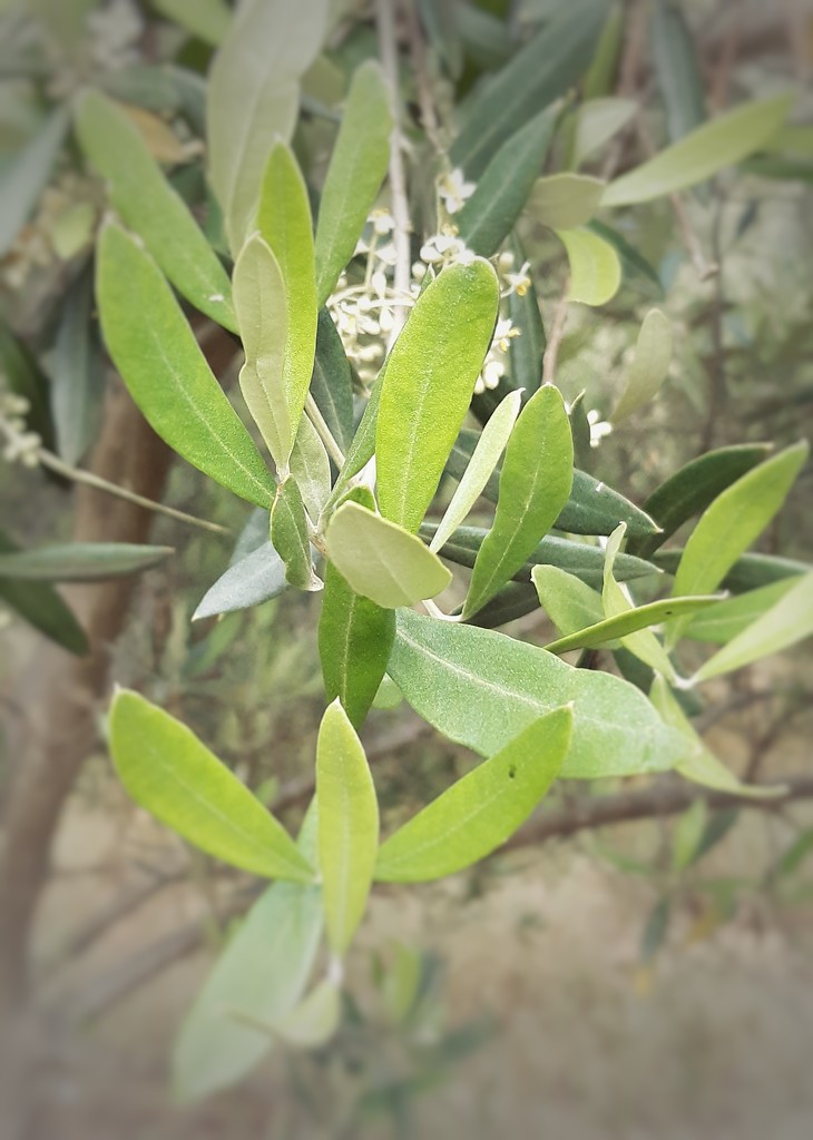 Olive Tree  by salza